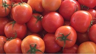 番茄转色期如何管理？黑老虎助您番茄转色均匀！