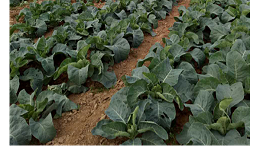 花菜怎样施肥长得好？种花菜用什么肥料能高产？