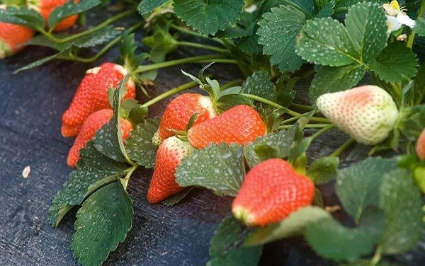 草莓受冻