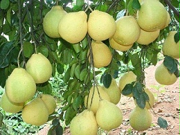 富硒井冈蜜柚生态种植技术（施肥方案）