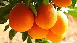 寻找醉美脐橙----黑老虎团队在赣南会昌、石城