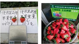 黑老虎草莓生态种植方案，帮您实现草莓“自然长、自然红”