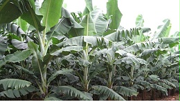 香蕉怎么施肥能高产？看看缅甸蕉农怎么说！
