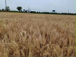小麦该怎么施肥？小麦就选黑老虎小麦配方肥