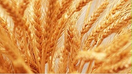 如何提高冬小麦优质高产？
