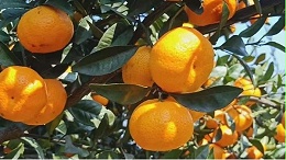 柑橘采后管理技术要点，为来年高产稳产打基础！