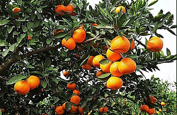 丰收的柑橘