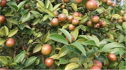 油茶树施什么复合肥比较好？黑老虎油茶生态种植方案