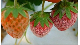 草莓白粉病产生的原因是什么？做好这几点有效防治草莓白粉病！