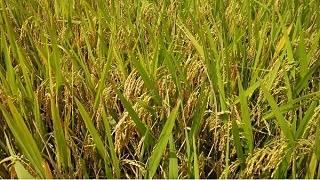 生态种植的高产高质的水稻