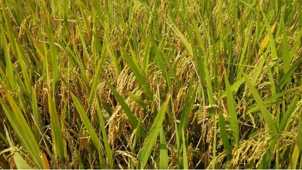 生态种植的高产高质的水稻