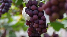 葡萄用什么肥料？葡萄需肥规律您知道吗？