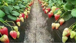 “黑老虎”复合微生物生态肥+复合微生物菌剂：生态种植草莓即摘即吃