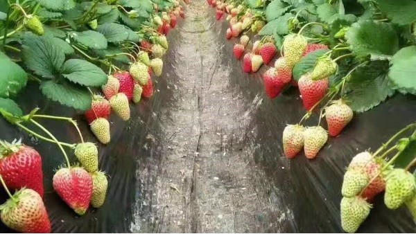 按照生态种植方案使用微生物菌肥、菌剂栽培的草莓