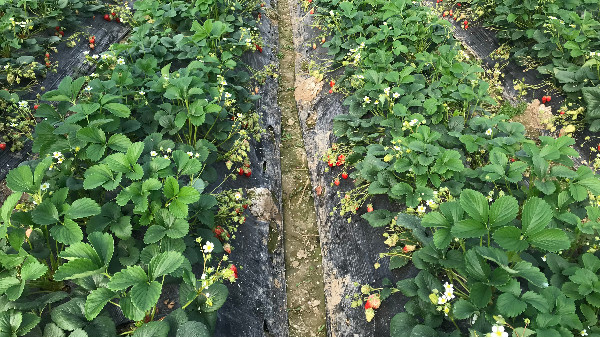 草莓根好，花多果多，长势旺盛