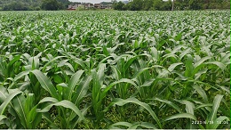 玉米​用什么样的肥料好？玉米怎么施肥才能高产？