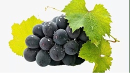 葡萄用什么肥料能增产？葡萄施什么肥能增甜？