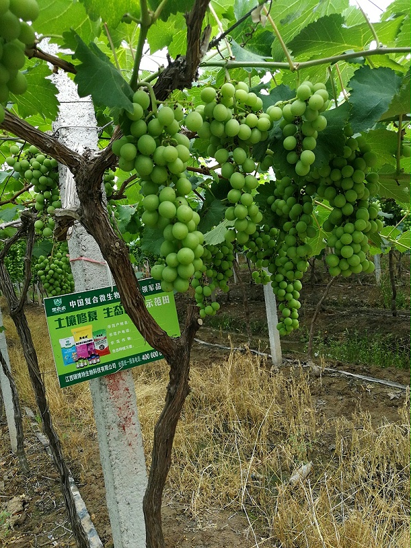 生态种植方案葡萄园