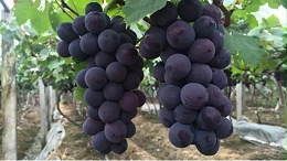 葡萄怎么种才能又大又甜？葡萄膨果期要注意什么？