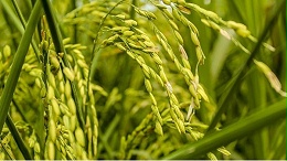 中稻（一季晚稻）高产栽培技术要点
