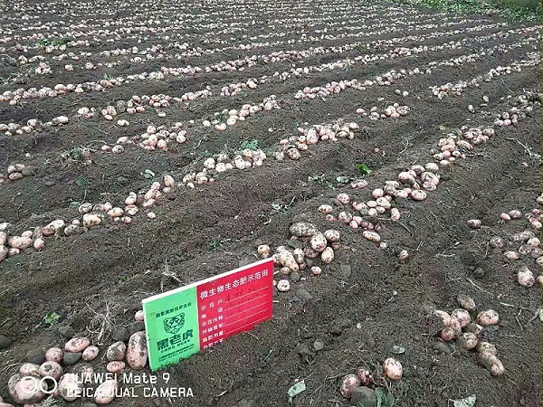 生态种植土豆测产现场