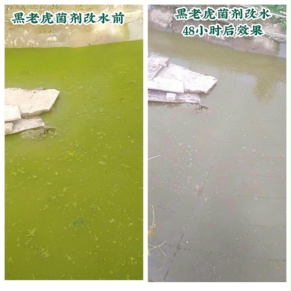 8，浙江省泰顺县蔬菜协会会长潘长文的甲鱼池，用菌剂兑水泼除蓝藻，改水对比效果。