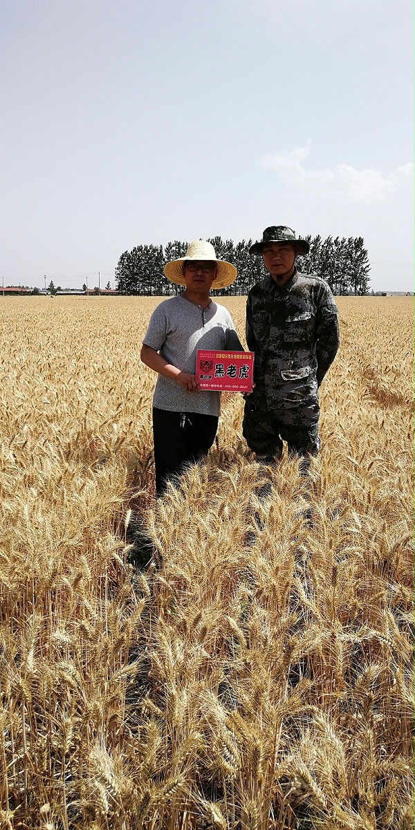 1，在许昌市长村张乡高庄村，经销商李建平和王磊察看小麦收成