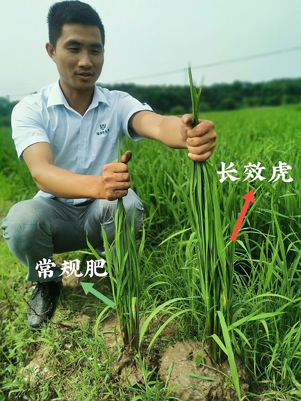 长效虎复合微生物生态肥的水稻长势情况