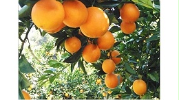 如何改变赣南脐橙“转色慢、上色不佳”的情况？