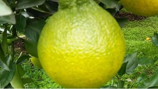 柑橘冬季施什么肥？
