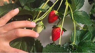 草莓用什么肥料最好?怎样使草莓既好看又好吃?