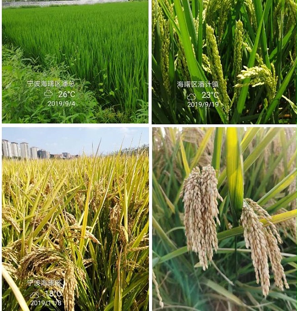 生态种植方案水稻效果