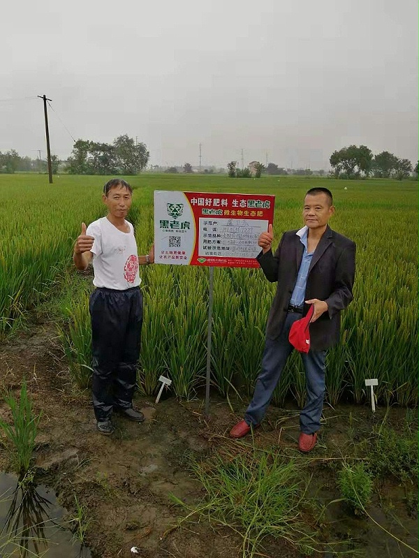 黑老虎水稻专用肥示范基地
