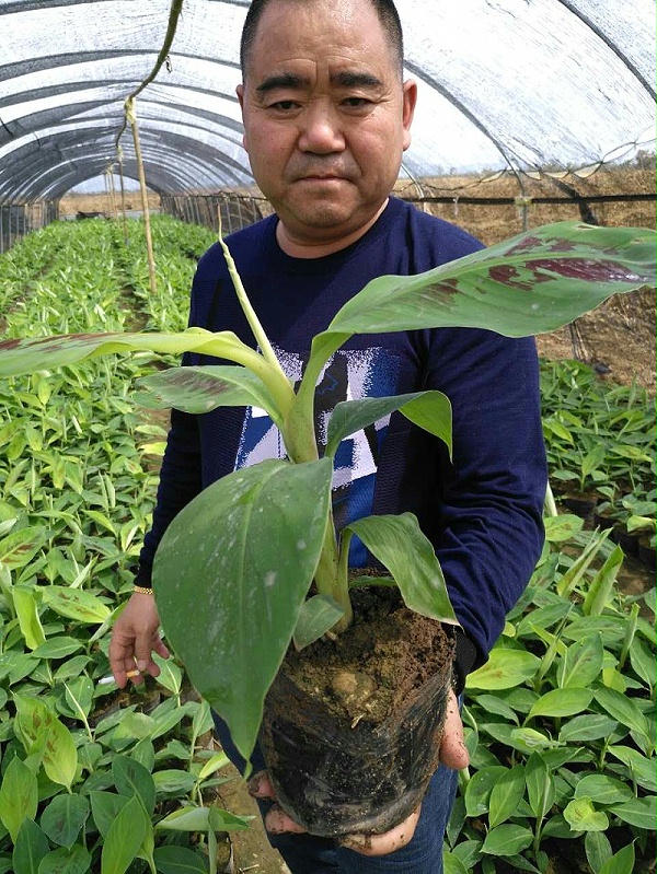 4，李永茂总经理对施用了黑老虎的香蕉苗很满意