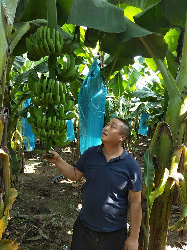 ,5，缅甸东北部克钦邦首府密支那乌老的500亩香蕉周尚君在观察香蕉长势