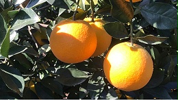 用什么肥料能让脐橙甜？