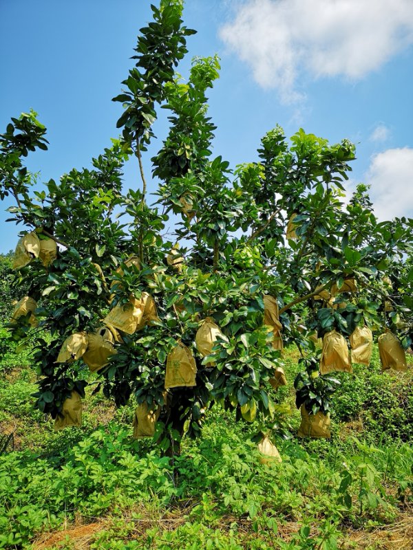 施用过“黑老虎”复合微生物菌肥的柚树，叶面更加墨绿，有油性，树叶伸展扩张度明显，树势旺