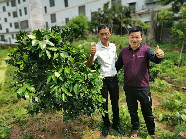 赣南脐橙生态种植基