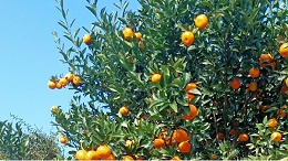 桔子树用什么肥料最好？黑老虎柑橘生态种植方案