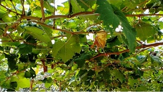 葡萄的秋季管理很重要，它决定了葡萄来年能不能高产！