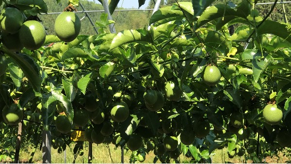 瑞博特百香果生态种植方案，高产高价，种植大户抢着要