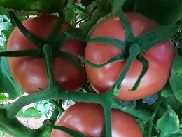 西红柿生态种植方案，西红柿施什么肥料？