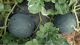 西瓜用什么肥料？西瓜怎么施肥才能更甜？这些方法一定要知道