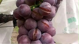 葡萄裂果什么原因？为什么葡萄转色之后裂得严重？