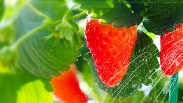 严格按照生态种植方案种植的草莓