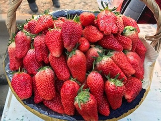 草莓应该怎么施肥？如何种出生态有机草莓？