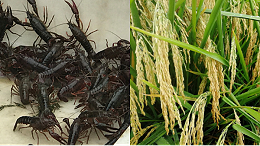 瑞博特生态种植、养殖的小龙虾、水稻，微生物菌剂效果好！