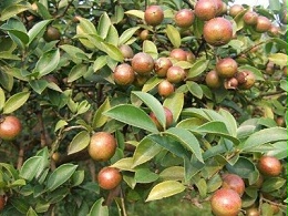 油茶树怎么施肥能够高产？黑老虎油茶树生态种植技术方案