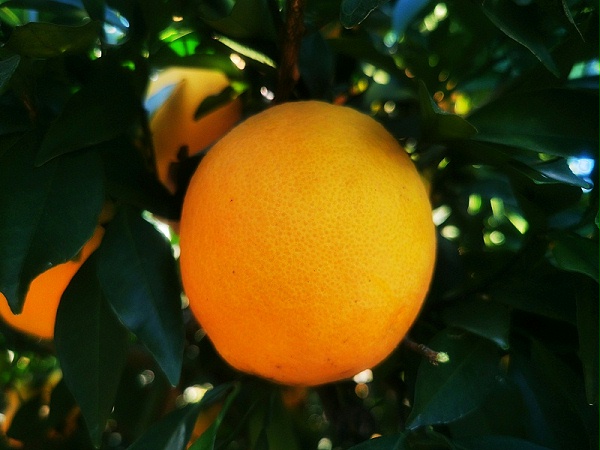 标准果径的脐橙