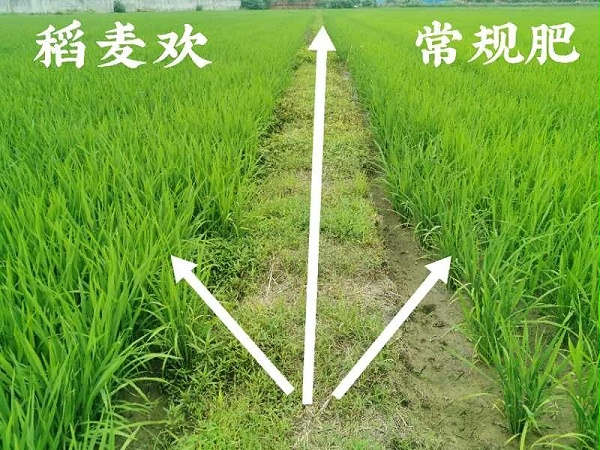 稻麦欢水稻专用肥使用效果